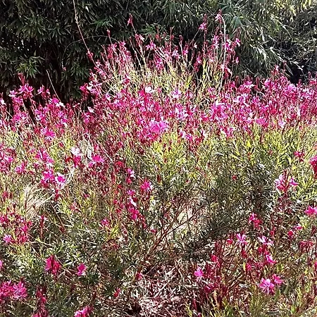 לינה וארוחת בוקר D'hotes Lovely Planette נים